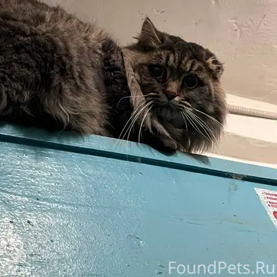 Чей котик потерялся ? который ...