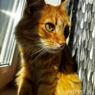 ПРОПАЛ КОТ! ЛЮБАЯ ИНФОРМАЦИЯ ж...