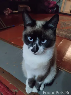 Пропал сиамский кот!!! Нашедше...