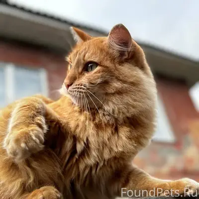 ПРОПАЛ КОТ! ЛЮБАЯ ИНФОРМАЦИЯ ж...