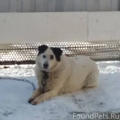 Пропала собака в районе улицы ...