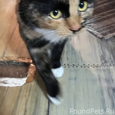 В сарай на ул. Южная прибилась...