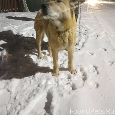 Чья собака убежала вся худая и...