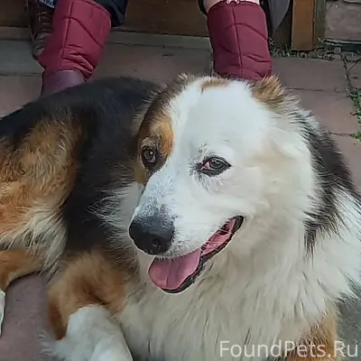 Пропала собака.Сегодня от Храм...