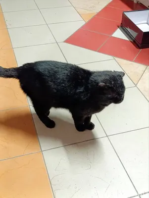 Федоровка. Найден кот черный, ...