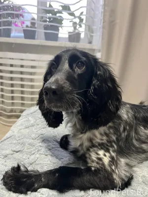 Пропала собака! Пожалуйста, ма...