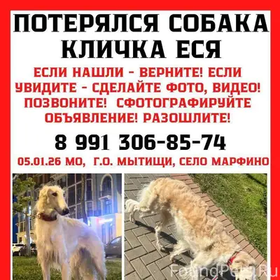 Пропала собака 5 января в селе...