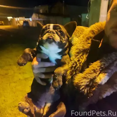 Найдена собака, Александровско...