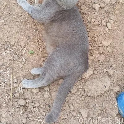 Пропал кот, откликается на Яри...
