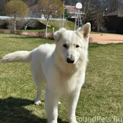 Потерялся пес:белая швейцарска...