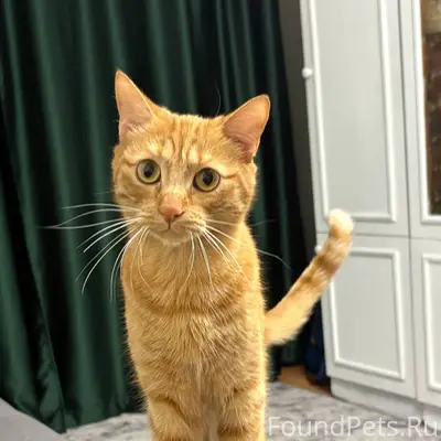 ❗️МКР. ПЕРВОМАЙСКИЙ ПРОПАЛ КОТ...