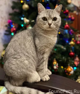 Добрый вечер! Выложите, пожалу...