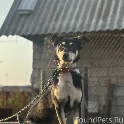 Здравствуйте, в районе ППЗ «Ар...