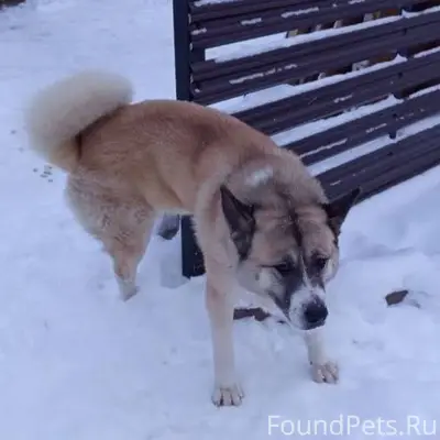 Гатчина и ЛО!!! ПОТЕРЯЛАСЬ СОБ...