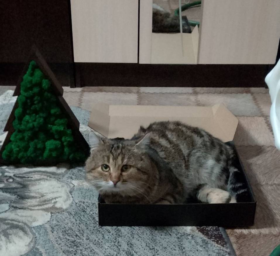 Пропал кот, откликается по кли...