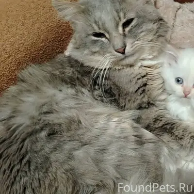 Пропал кот, в обед 07.01...