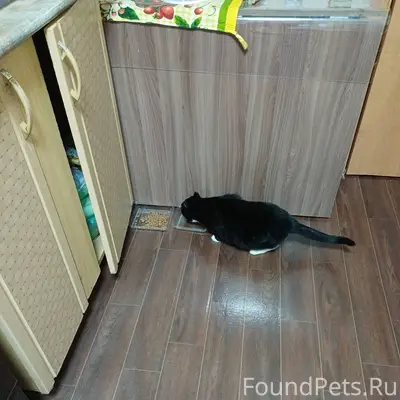 Друзья ! Кто потерял кошку !? ...