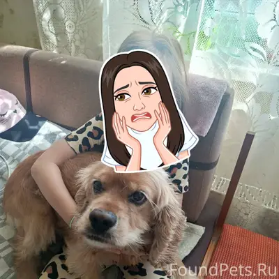 Потерялась собака по кличке Ар...