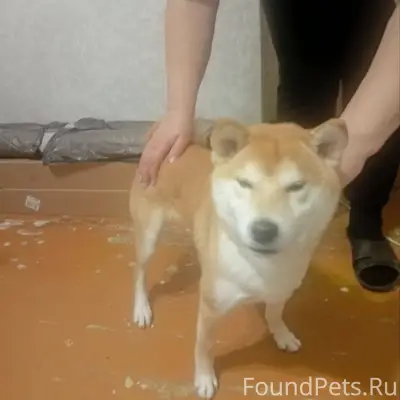 Найден кобель породы сиба ину....