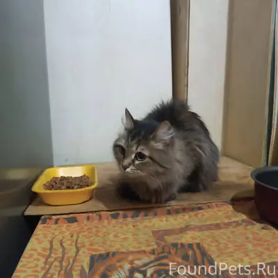 #НайденаКошка@poterashkamag На...