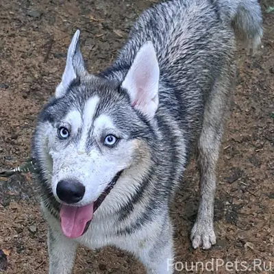 06.01.2026 Пропал хаски