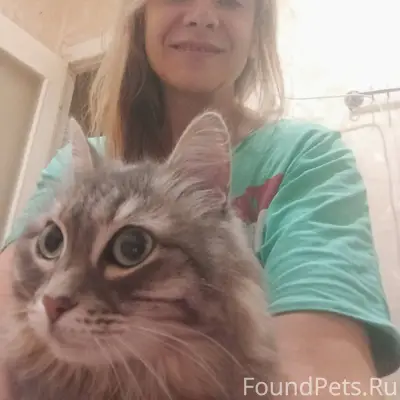 Потерялась любимая кошка Муся,...