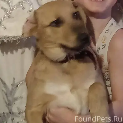 Всем привет! Потерялась собака...