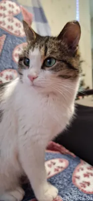 🌸Кошка Машка🌸 Машка была найде...