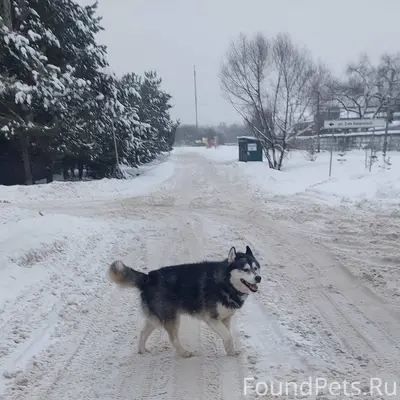 Потерялась собака, шла с ул Ми...
