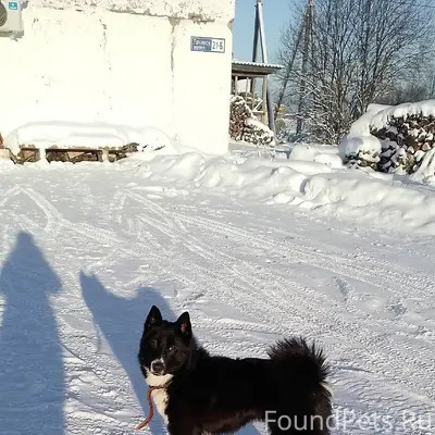Чей пес потерялся? Сейчас в Ве...