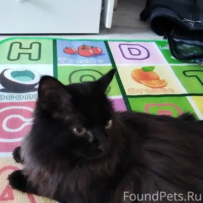 Найдена кошка на победе , ищем...