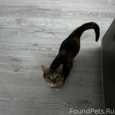 ‼СРОЧНО‼ Найдена кошка на пито...