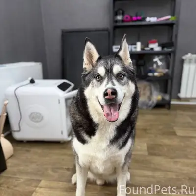 Сбежала собака кличка Дэйман ,...