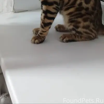 Пропал кот бенгал. Кличка Оскар.