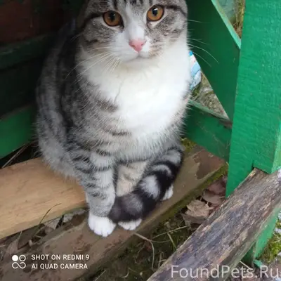 Найден котенок. Кот. Не больше...