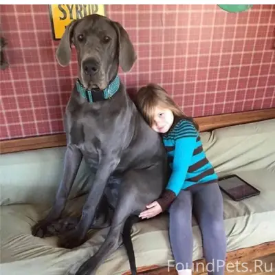 Пропала собака по кличке Сироп...