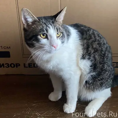 Пропал кот📍📍📍 Не ночевал дома ...