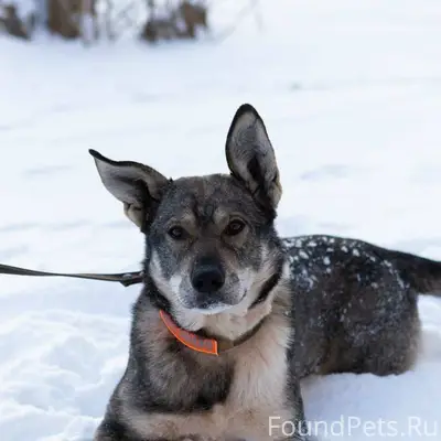 ‼️УБЕЖАЛА СОБАКА Тульская обла...