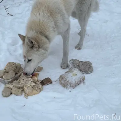 ‼️Чья собака⁉️ Третий день бег...