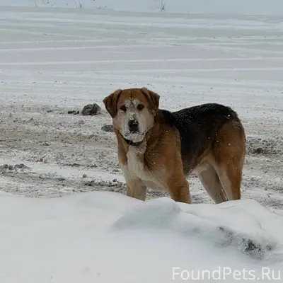 ‼️ВНИМАНИЕ ‼️ Найдена собака Т...