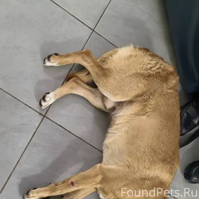 Авто волонтёр найден 🙏 ❄️❄️❄️❄...