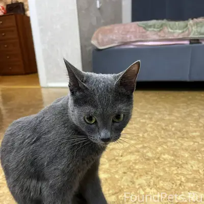 Пропал кот , откликается на кл...