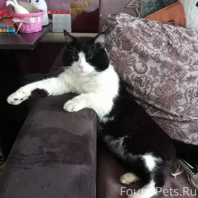 Пропал кот,откликается на Мася...