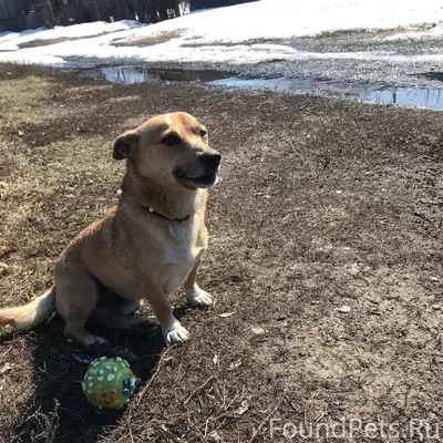 Здравствуйте, пропала собака! ...