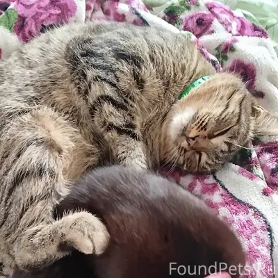 Пропал кот,в районе улиц Завод...