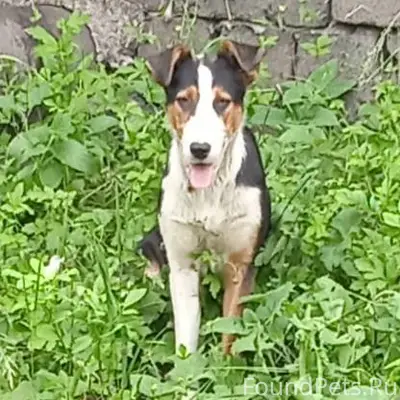 На новый год от салютов сбежал...