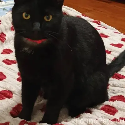 Пропал кот ,зовут Баксик. Без ...