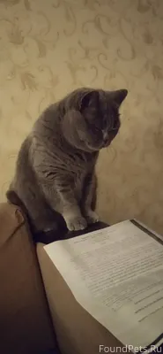 Пропала кошка в районне улицы ...