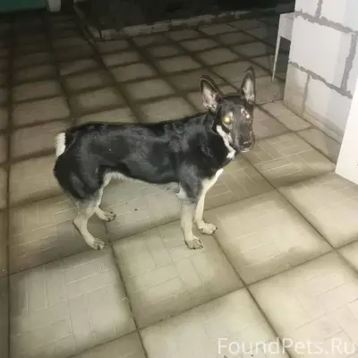 Пропала собака, девочка. Ласко...