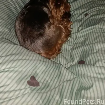 Найдена собака, кто-то оставил...